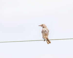 Northern Mockingbird (Mimus polyglottos) perches on a wire during a light wind, Los Angeles, CA.