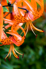 Tiger lily