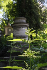 sculpture in the cemetery, in the cemetery © AMTM