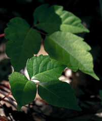 光の当たる若葉（Young leaves in the light）