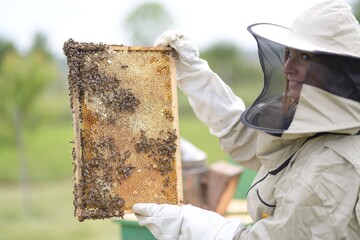 Beekeepeer holding a frame with honeycomb and bees