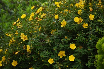 Hypericum hidcote is a Clusiaceae evergreen shrub with yellow flowers in early summer.