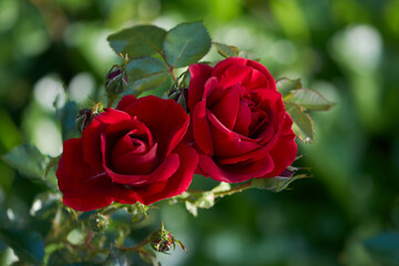 Flower of red rose in the summer garden. Lively rose with scarlet petals. Decorative flowering plant.