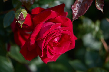 Flower of red rose in the summer garden. Lively rose with scarlet petals. Decorative flowering plant.