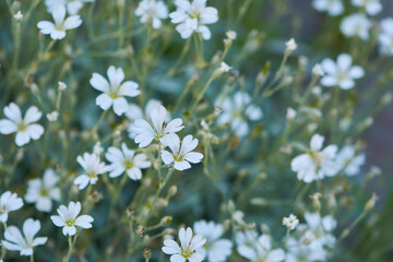 Chickweed, yaskolka in the summer garden. Decorative flowering plant. White flowers in the springtime park.