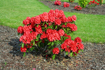 Czerwone kwiaty różanecznika Rhododendron Gartendirektor Glocker