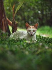 Fototapeta premium Młody kot