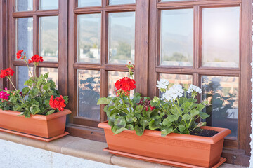Red geranium in pots on the windowsill of the window with a wooden frame on the street