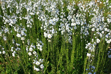 Białe kwiaty przetacznika goryczkowatego (Veronica gentianoides) © Monika