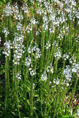 Białe kwiaty przetacznika goryczkowatego (Veronica gentianoides) © Monika