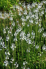 Białe kwiaty przetacznika goryczkowatego (Veronica gentianoides) © Monika