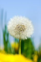 Dandelion seed head or blow ball on blue sky background