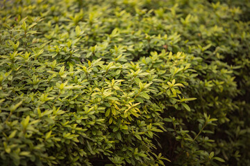 歩道の生垣のパターン