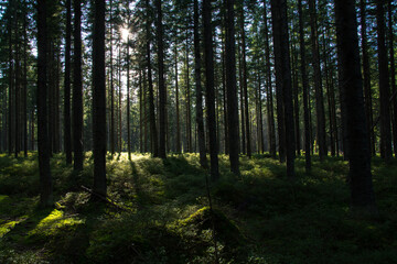 Green forest in late afternoon rays of sun, Malopolskie, Poland