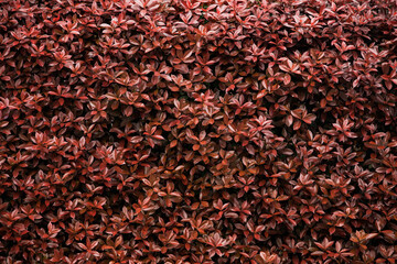 歩道の生垣の赤い葉模様