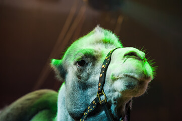 Circus camel performs in the circus