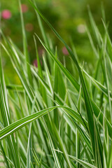 natural green decorative grass landscape