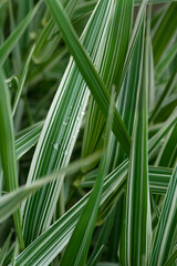 natural green decorative grass with white stripes