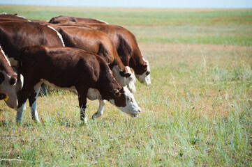 Cows grazing on pasture