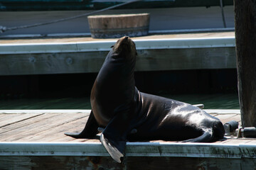 Fototapeta premium California sea lion