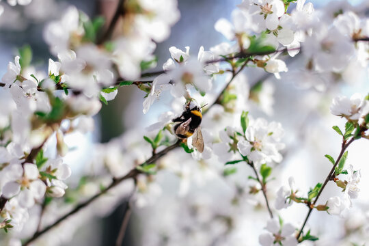 Bumblebee sits on a branch of a flowering tree. White cherry flowers. Green leaves of a tree. Bumblebee near. Bumblebee collects nectar. Wild bumblebee. White spring flowers. Flowers on a tree. 