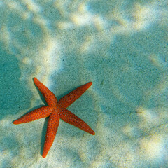 Fototapeta na wymiar red sea star on sandy sea floor with sun rays, space for text