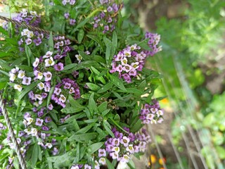 spring flowers in the garden
