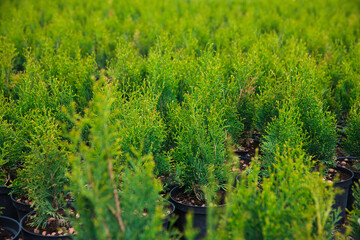 Fototapeta premium Saplings coniferous trees in pots in plant nursery