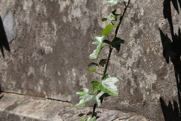 ivy, climber