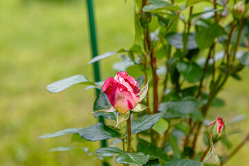 Blooming red rose buds in a flower bed in the Park.