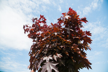 Rows of young maple trees in plastic pots on plant nursery