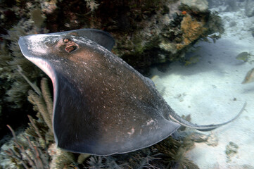 Stingray swimming quickly and gracefully as it lifts off the the sandy bottom of the reef.