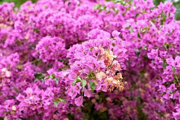 Purple flowers, close-up. Beautiful purple flower buds, Bougainvillea. Selective focus