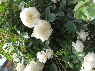 white roses in the garden
