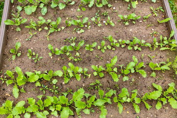 Bed with young shoots of greenery