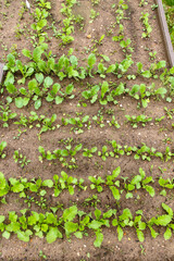 Bed with young shoots of greenery