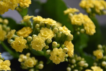 Saint Petersburg Russia, April 02 2016. Yellow flowers of a houseplant colanhoe against the background of green leaves