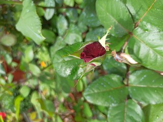 red rose bud