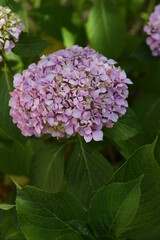 Fototapeta premium hortensia pink