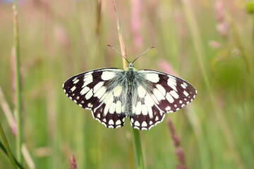 Obraz na płótnie Canvas A Marbled White Butterfly. Scientific name Melanargia galathea. Could be used for ID or a greeting card.