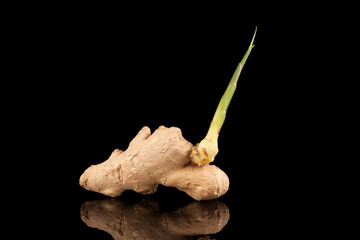 Ginger root has sprouted a new sprout. Sprouting root vegetable on a dark background