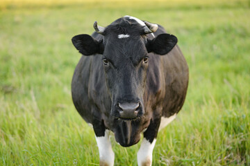 A large black and white cow in a meadow at sunset looks at the camera. Copy space, selective focus