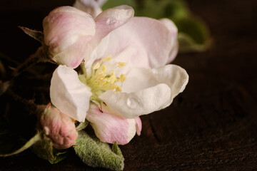 Fototapeta na wymiar Apple Blossom closeup photo on Rustic Dark Wood Background. Horizontal crop with copy space for your words or text.