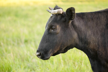 Profile of a large black and white cow in a meadow at sunset. Copy space, selective focus