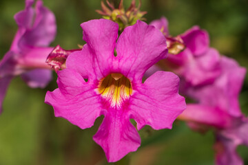 Closeup of a beautiful pink and yellow flowering gloxinia fern blossom