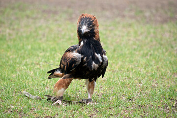 this is a close up of a black breasted buzzard