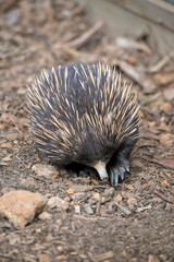 the echidna is looking for ants to eat, he has a long nose to get into small crevices