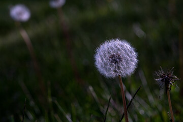 blossom dandelion in evening light