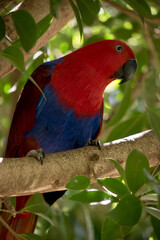 the female electus parrot is perched on a branch