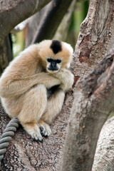 the white cheeked gibbon is up a tree